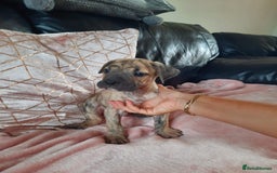 Presa Canario dogs for stud: STUD DOG presa canario pedigree reverse brindle - Image 9