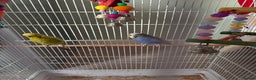 Budgerigars birds for sale: Pair of budgies  - Advert 2