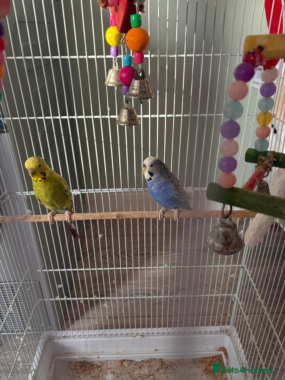 Budgerigars birds for sale: Pair of budgies  - Advert 2