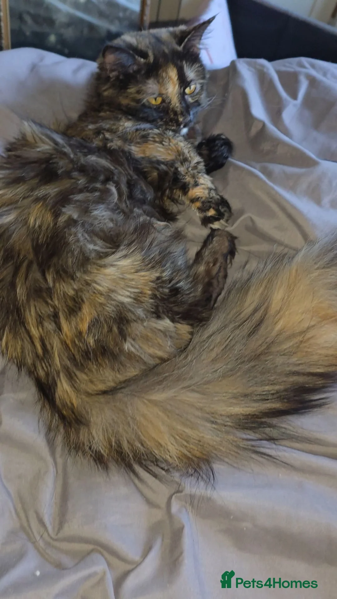 Munchkin cats for sale: Loving munchkin for sale - Advert 2