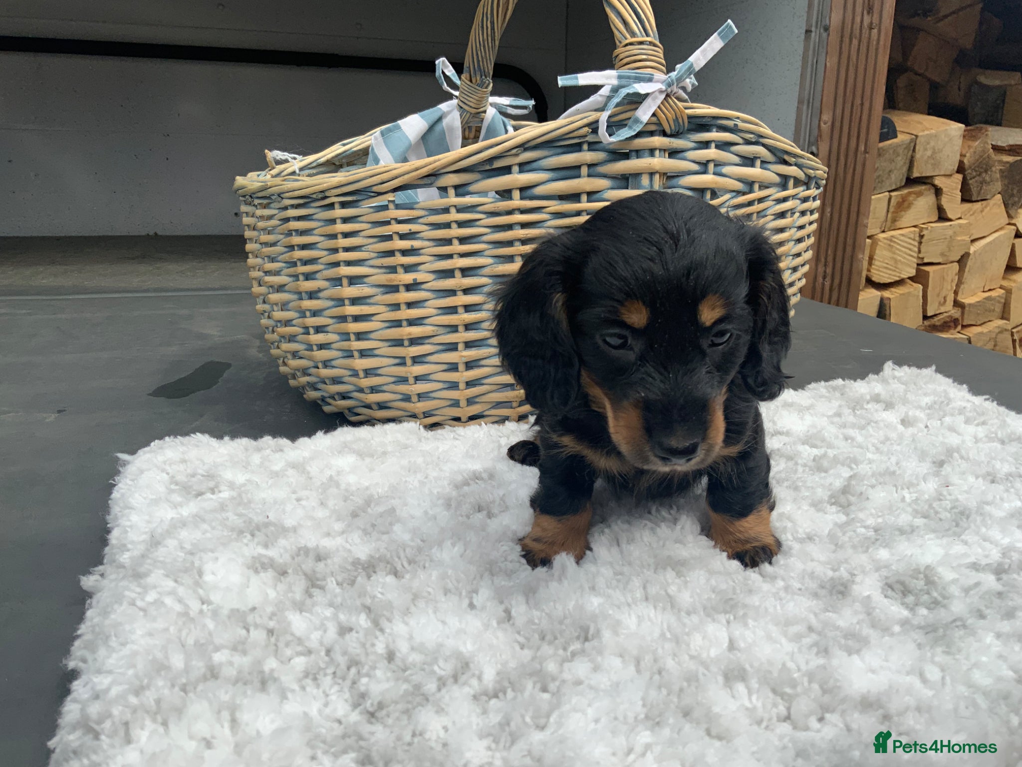 Miniature Dachshund dogs for sale: Miniature Dachshund Puppies 🐶  - Advert 10