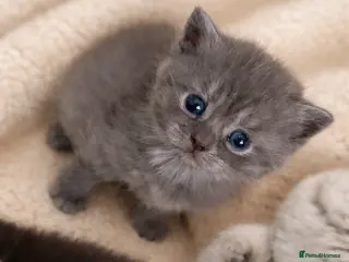 British Shorthair cats 🐾 Adorable British Shorthair Kittens 🐾 - Advert 1