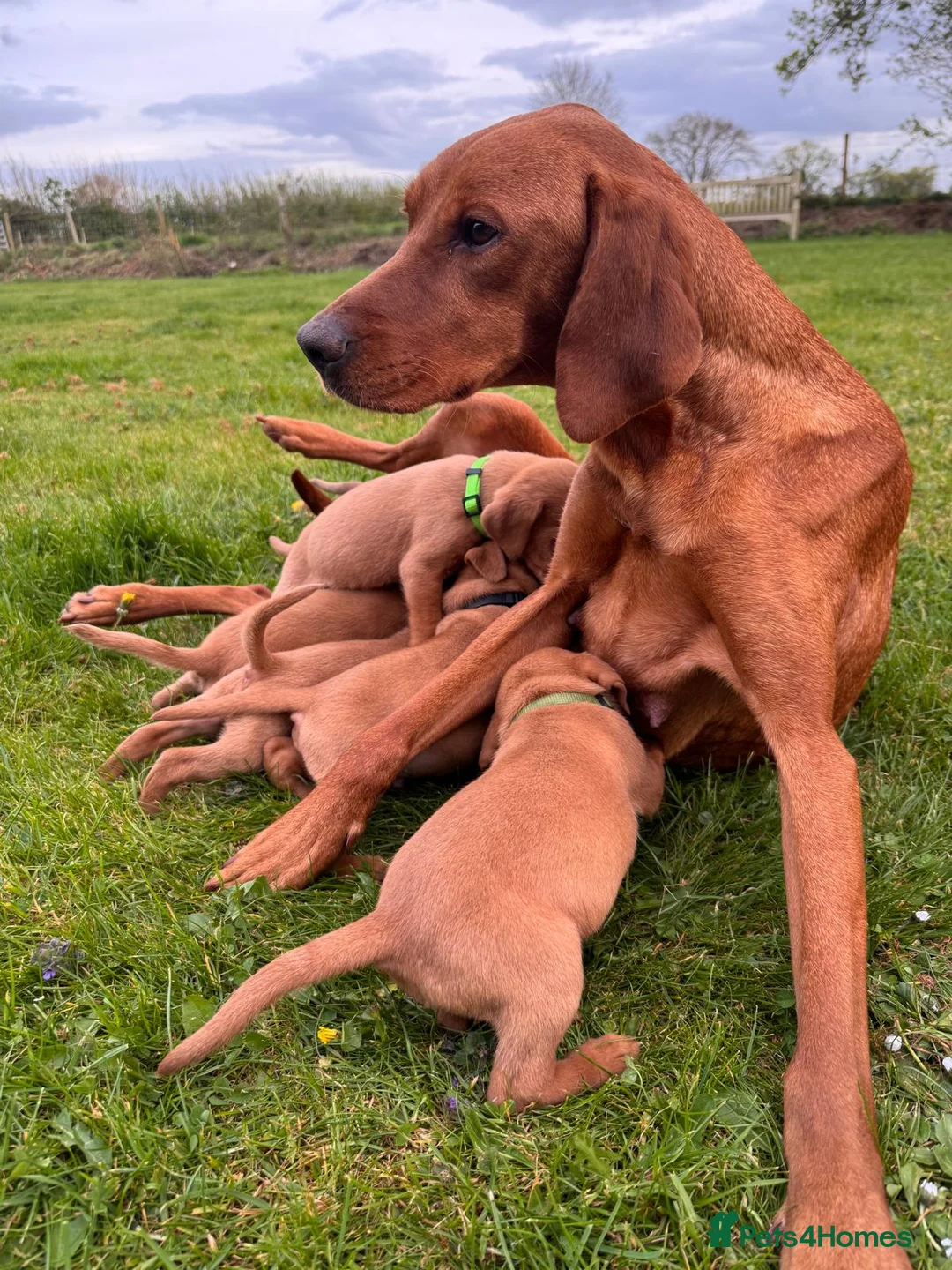 Mixed Breed dogs for sale: Fox Red Labrador Puppies for sale  in Bungay - Advert 1
