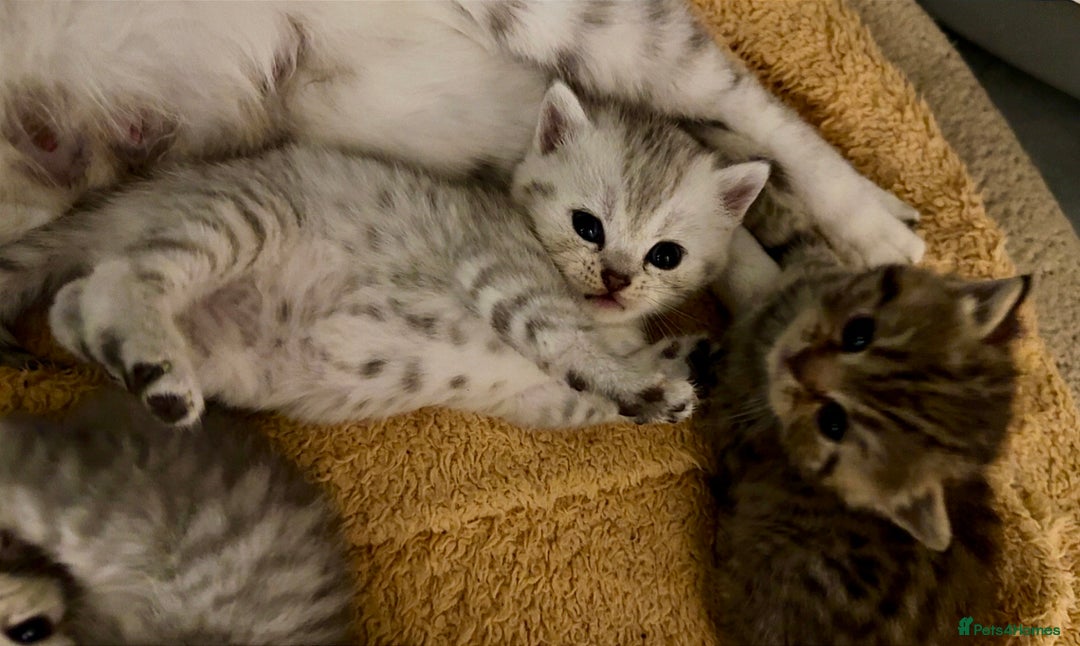 British Shorthair cats for sale: 🐾Adorable British Shorthair Kittens🐾 - Image 4