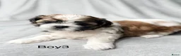 Shih Tzu dogs for sale: Beautiful Shih Tzu Puppies – Boys & Girls in Northampton - Advert 6