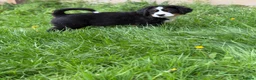 Bernese Mountain Dog dogs for sale: KC Bernese Mountain Dog Puppies - Advert 20