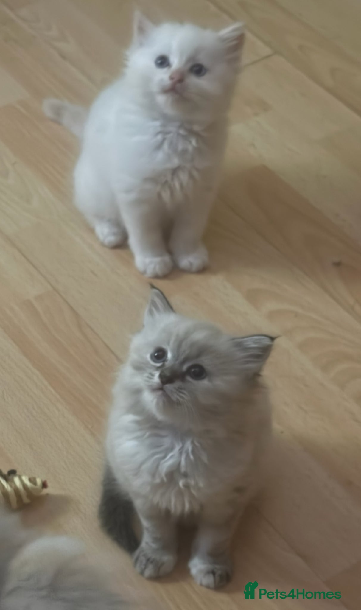 Ragdoll cats 2 Beautiful Ragdoll babies avalible  - Advert 1