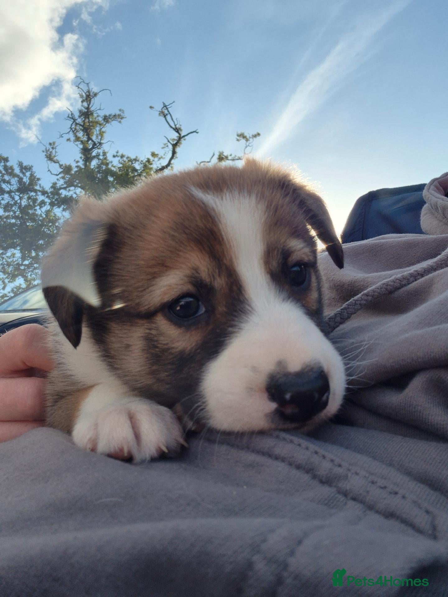 Border Collie dogs Border Collie puppies for sale - Advert 1