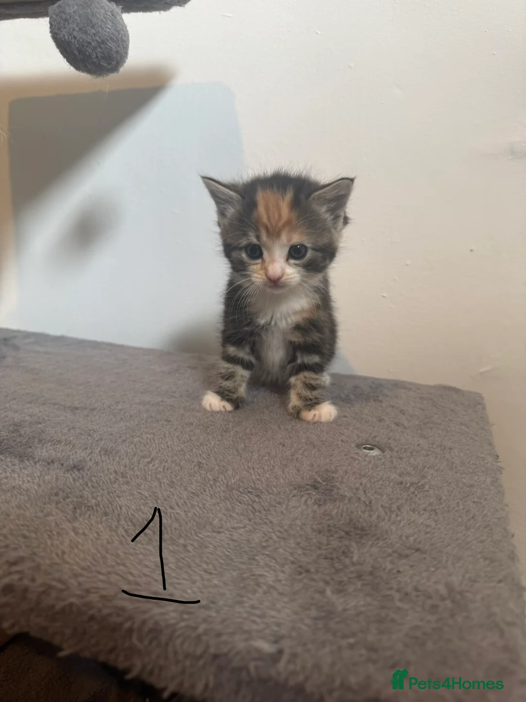 Mixed Breed cats for sale: Beautiful kittens for sale  - Advert 2