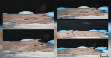 British Longhair cats - Advert 3