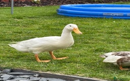 Ducks poultry for sale: Cherry Valley female - Image 1