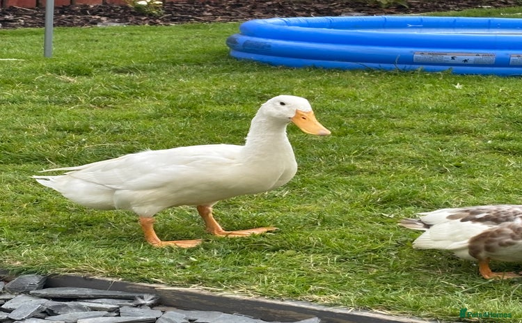 Ducks poultry - Advert 1