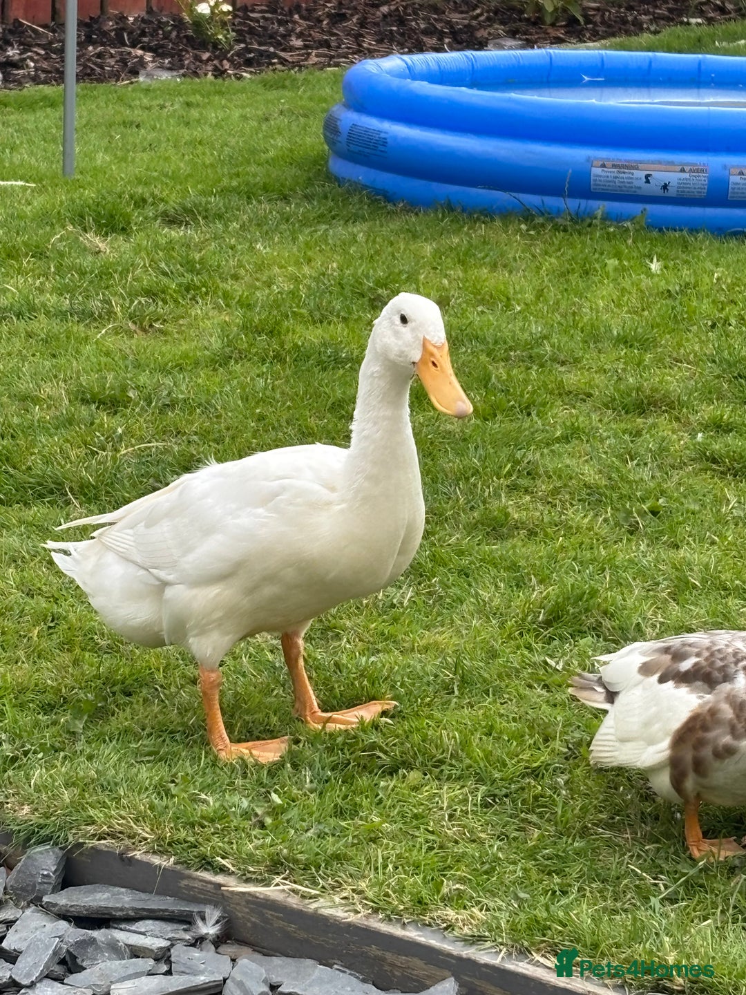 Ducks poultry for sale: Cherry Valley female - Image 1