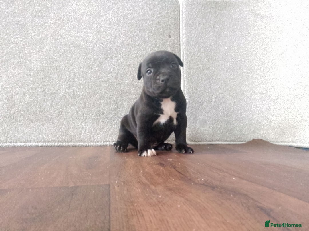 Staffordshire Bull Terrier dogs for sale: KC CHAMPION BLUE/BLACK PUPS TRUE EXAMPLES OF A SBT - Image 11