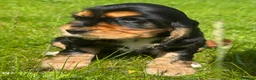 Cocker Spaniel dogs for sale: BEAURIUFL KC REG HEALTH TESTER COCKER SPANIELS  - Advert 28
