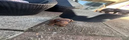Miniature Dachshund dogs for sale: 4 miniature dachshund puppies  - Advert 13