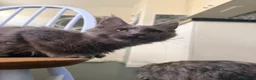 Maine Coon cats for sale: Blue smoke Maine coon kitten - Advert 3