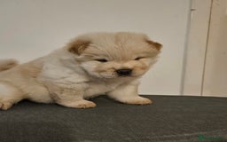 Chow Chow dogs for sale: Chow chow puppies  - Image 3