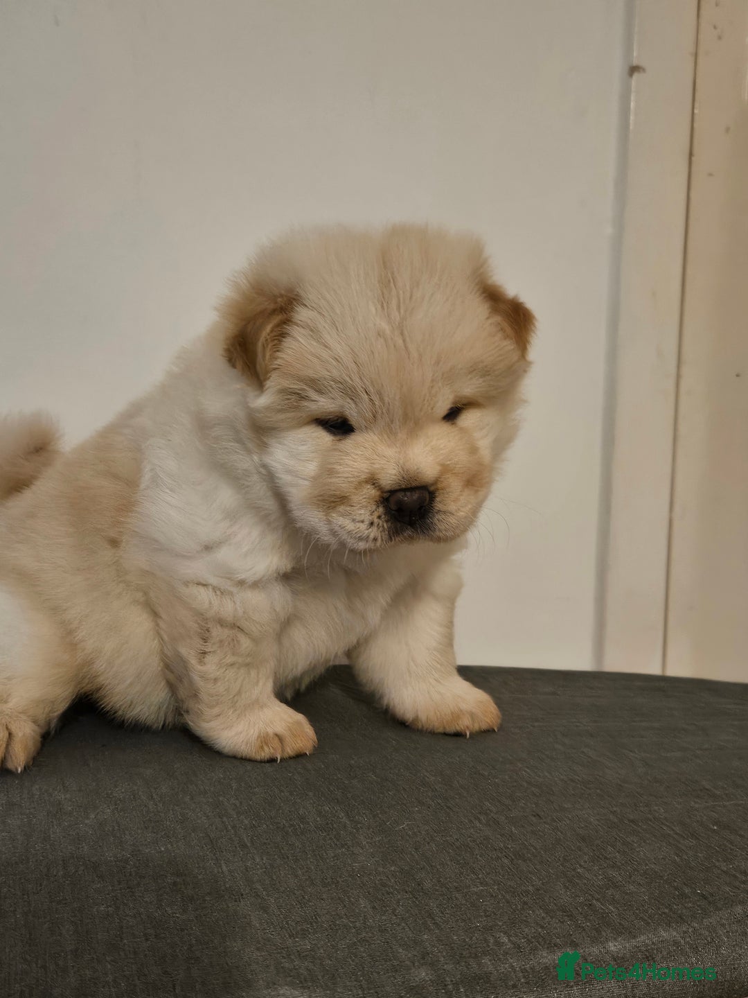 Chow Chow dogs for sale: Chow chow puppies  - Image 3