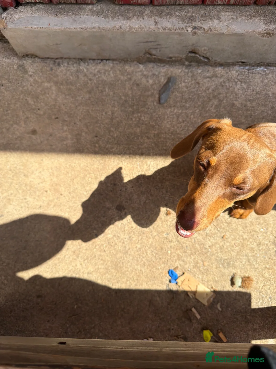 Dachshund dogs for sale: 1 female dashcund - Advert 1