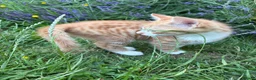 Mixed Breed cats for sale: These mixed breed kittens looking for loving homes in Bromley - Advert 6