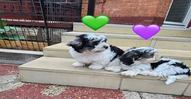 Mixed Breed dogs - Advert 5
