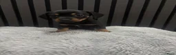 Chiweenie dogs for sale: Cute Chiweenie Boys - Advert 19