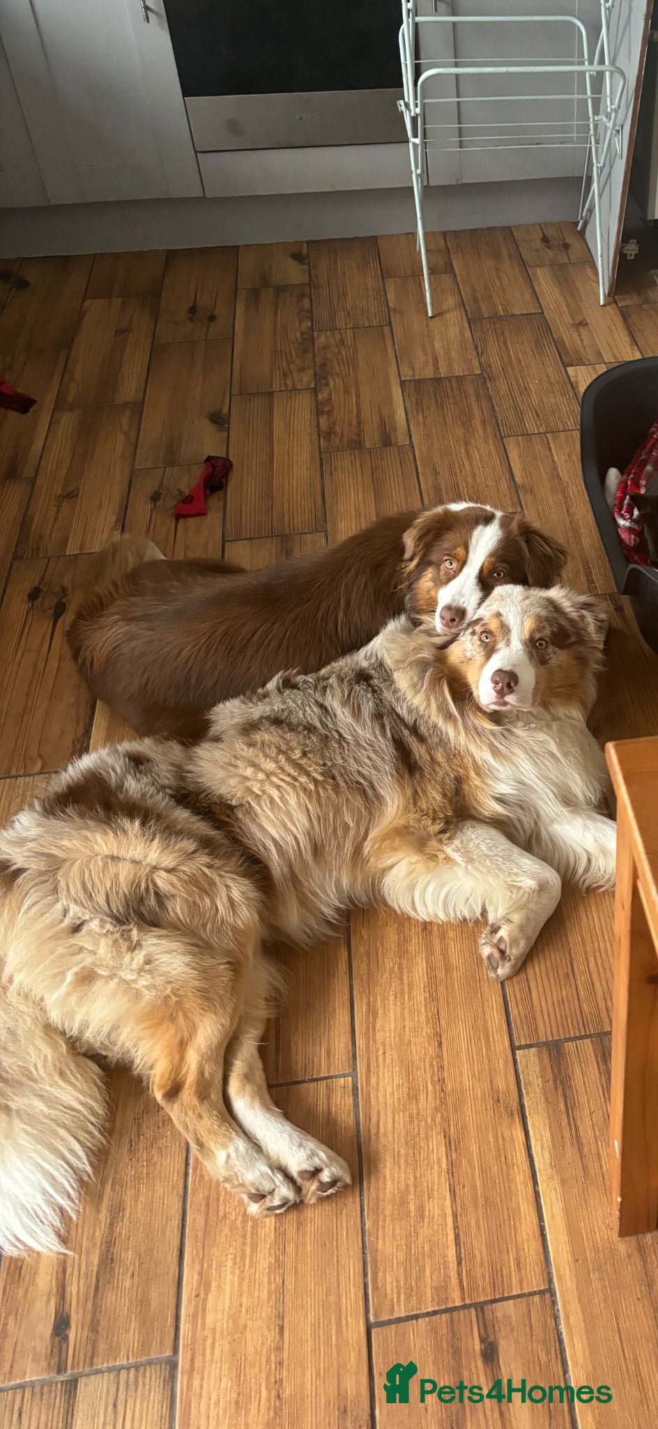 Australian Shepherd dogs Expected litter of Australian shepherds puppies - Advert 1