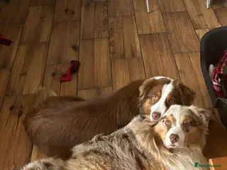 Australian Shepherd dogs Expected litter of Australian shepherds puppies - Advert 1