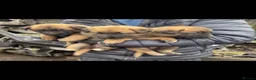 Belgian Shepherd Dog dogs for sale: Belgian mallinois in Oldham - Advert 8