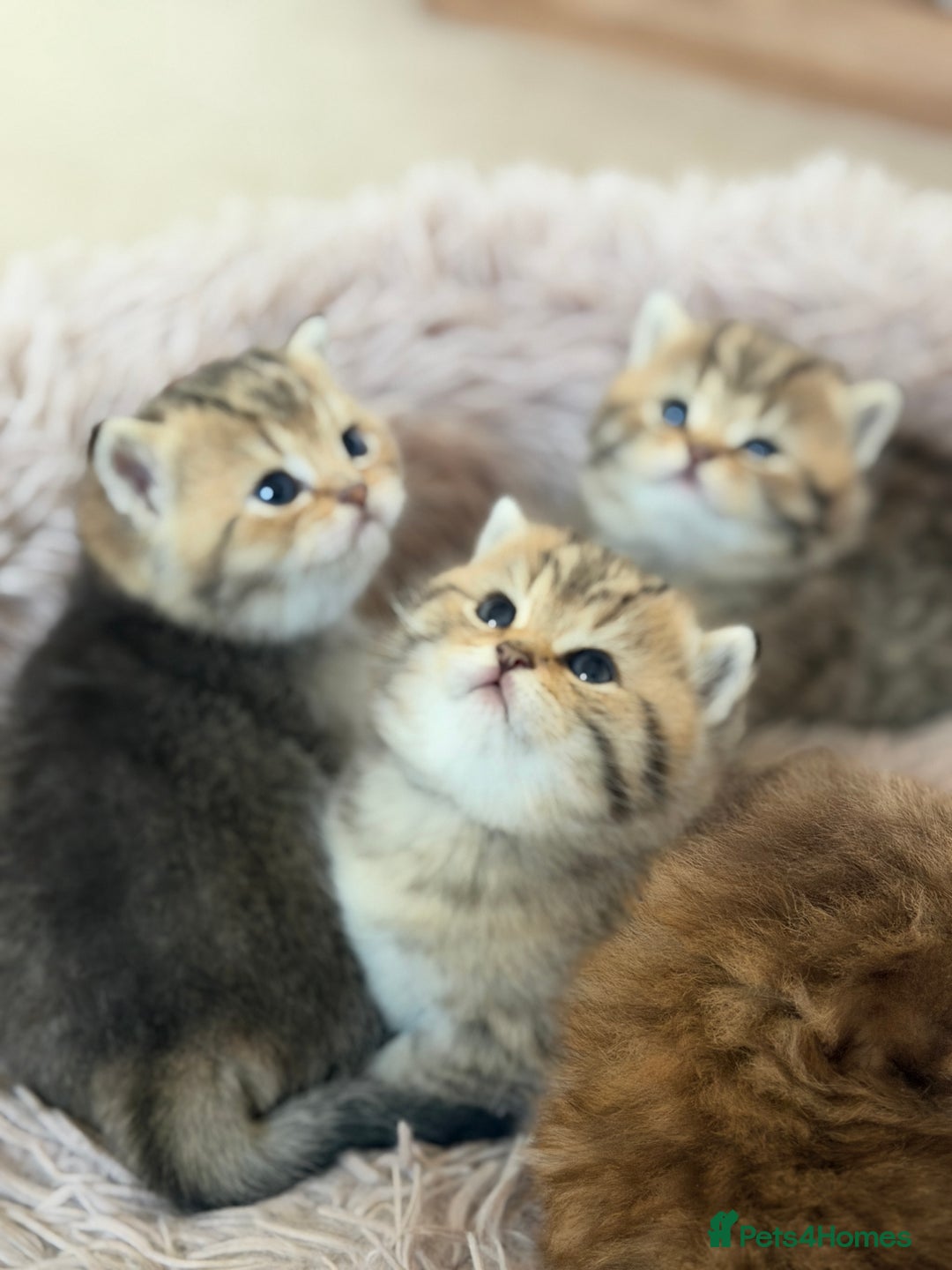 British Shorthair cats for sale: Beautiful British Shorthair Kittens – 5 Available - Advert 11