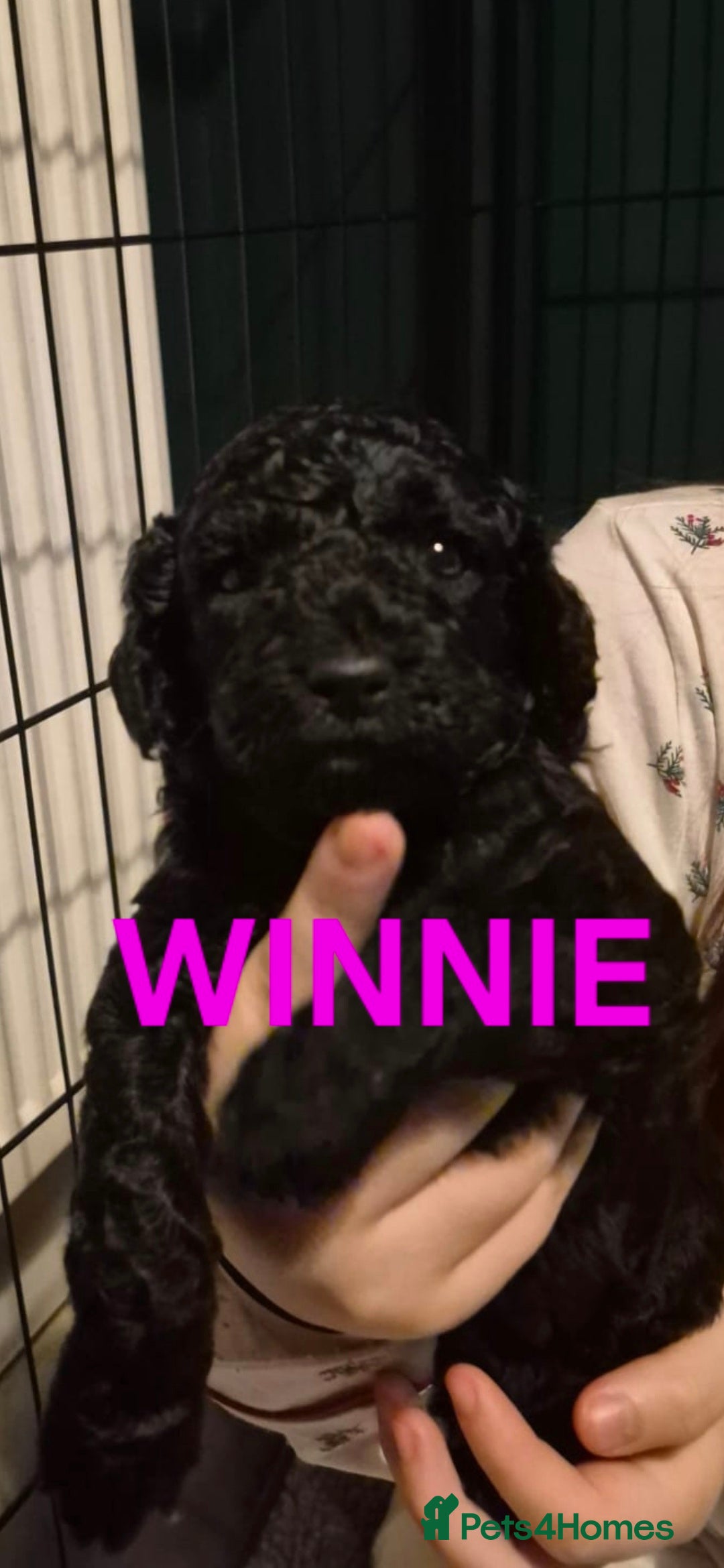 Poochon dogs Miniature poochon puppies  - Advert 2