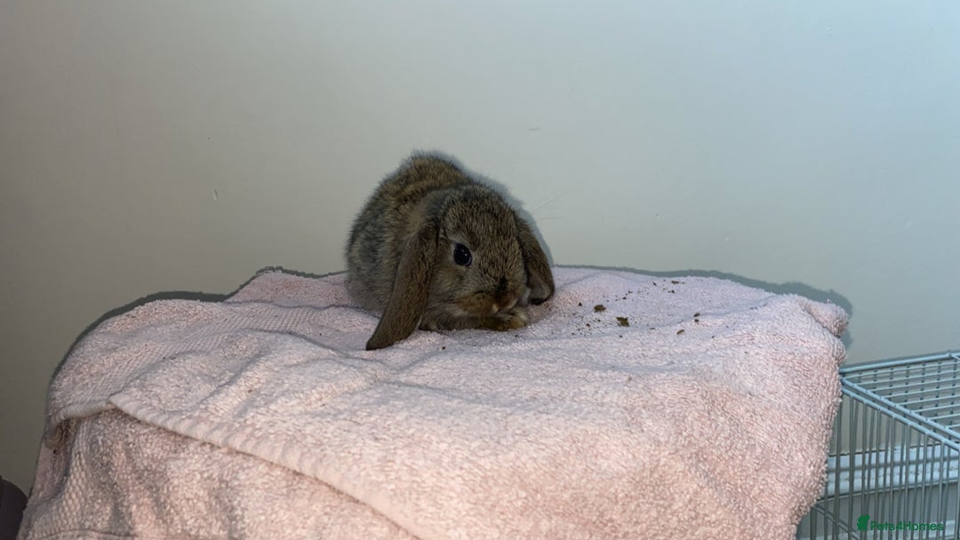 Mini Lop rabbits for sale: Mixed litter of mini lop babies for sale  - Image 13
