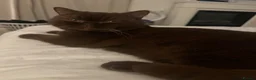 British Shorthair cats for sale: Chocolate British short hair girl 🤎🩷 - Advert 2
