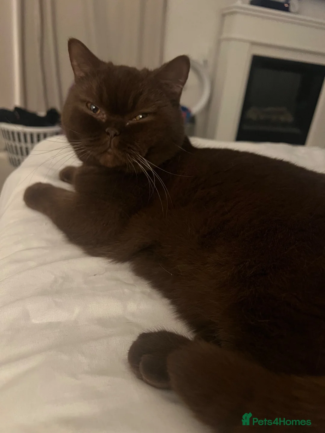 British Shorthair cats for sale: Chocolate British short hair girl 🤎🩷 - Advert 2