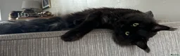 Maine Coon cats for stud: Black smoke stud - Advert 4
