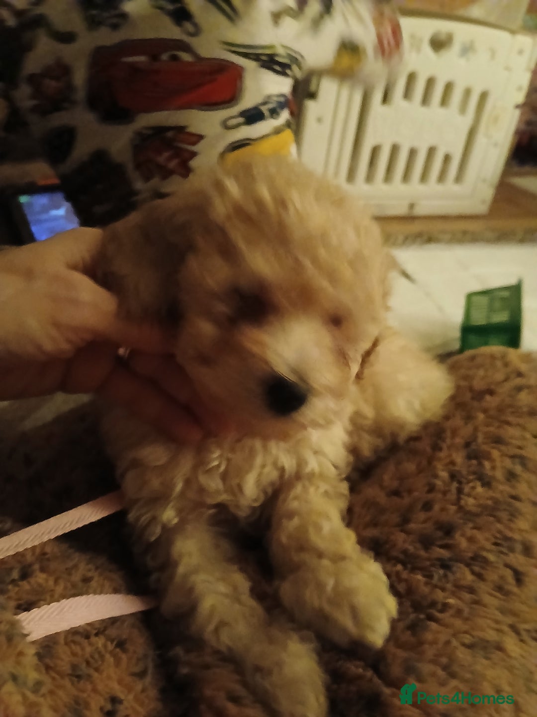 Maltipoo dogs for sale: Maltypoo pups - Advert 29