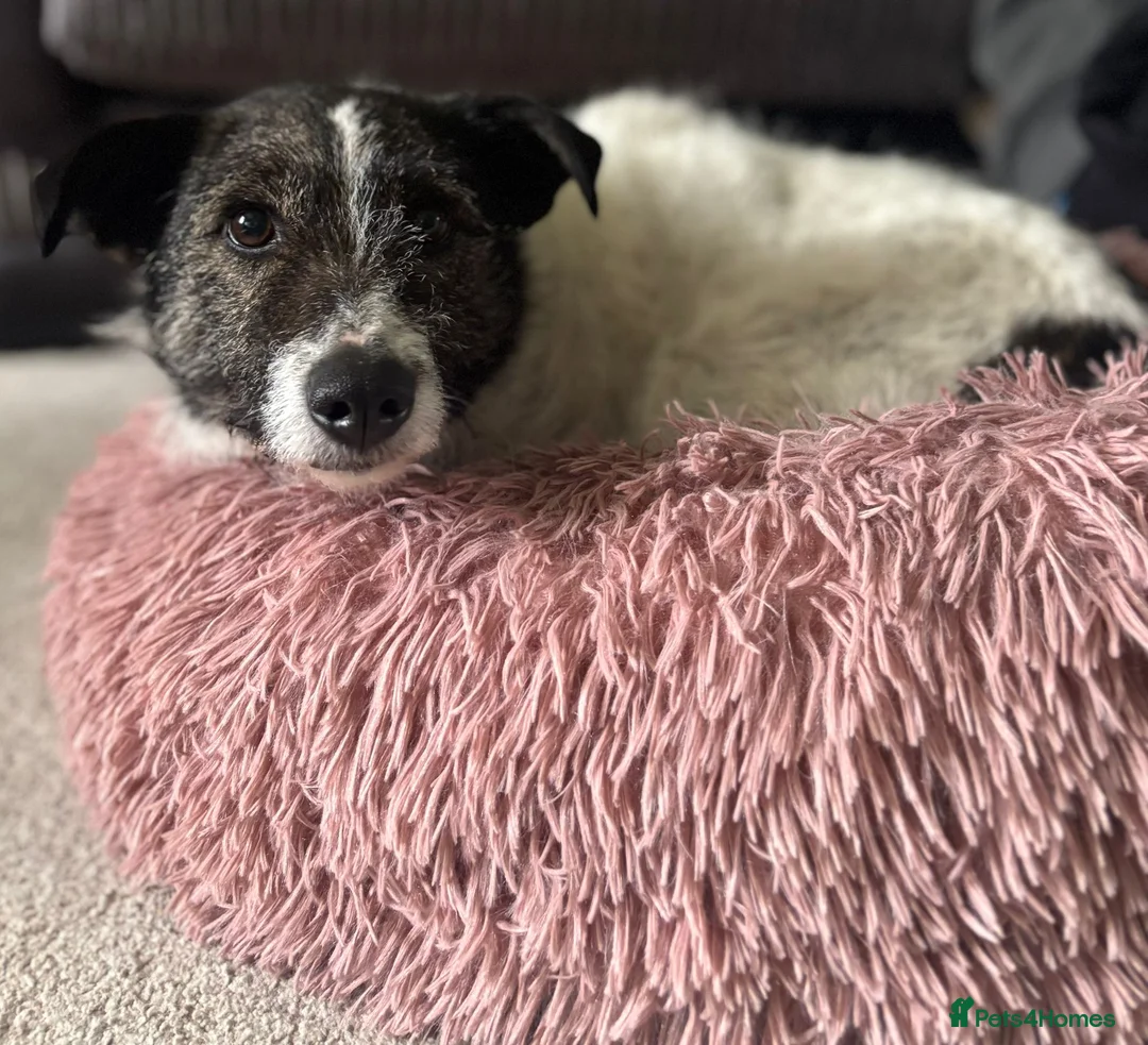 Mixed Breed dogs for adoption: AGNES - From the Death Row To Devoted Mother - Advert 2