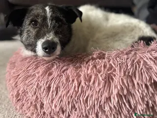 Mixed Breed dogs AGNES - From the Death Row To Devoted Mother - Advert 3