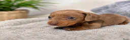 Dachshund dogs for sale: Miniature Dachshunds - Advert 5