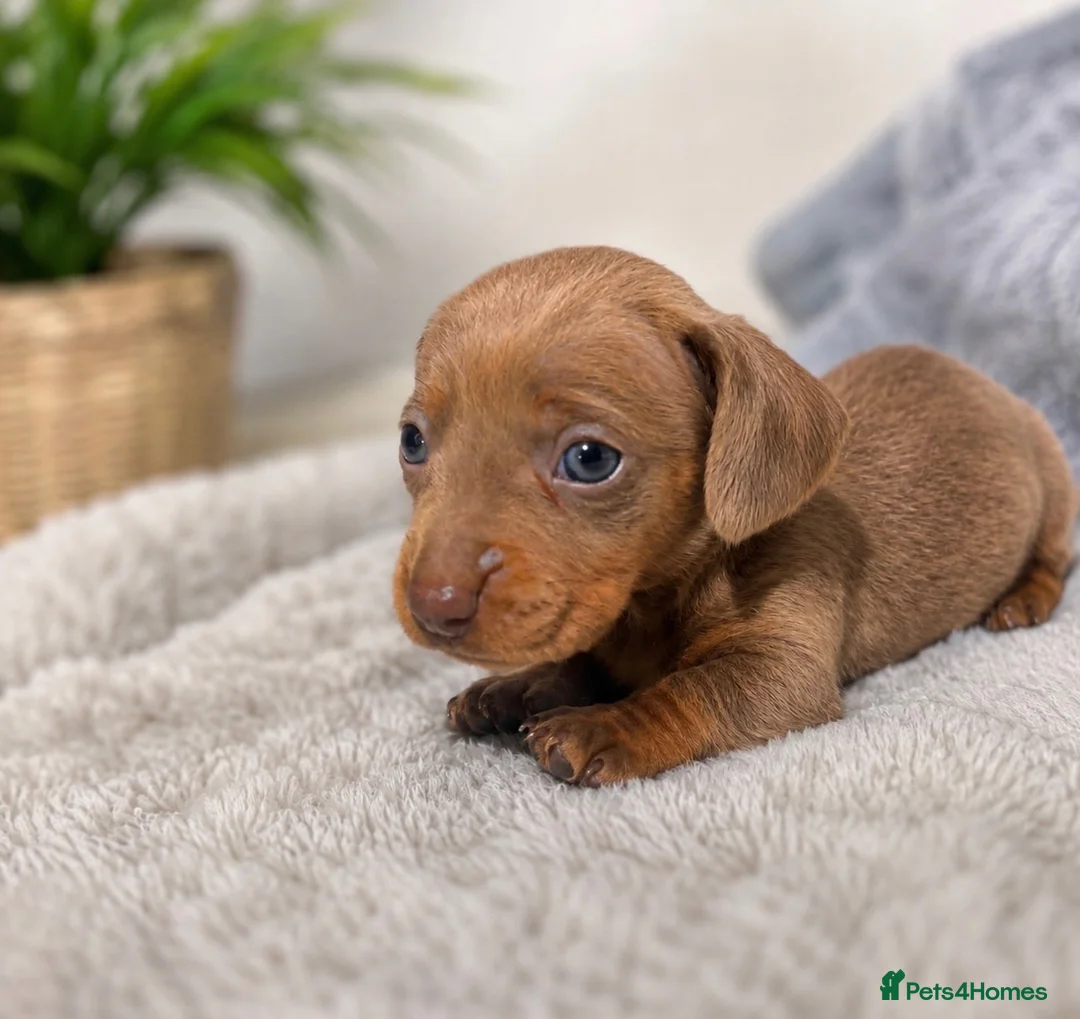 Dachshund dogs for sale: Miniature Dachshunds - Advert 5