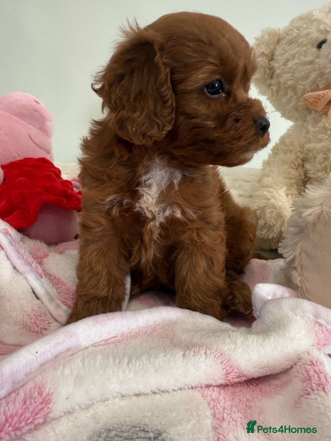 Cavapoo dogs for sale: Beautiful little girl.F1b fully DNA & health clear - Advert 5
