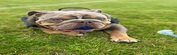 English Bulldog dogs for sale: Zeus English Bulldog - Advert 4