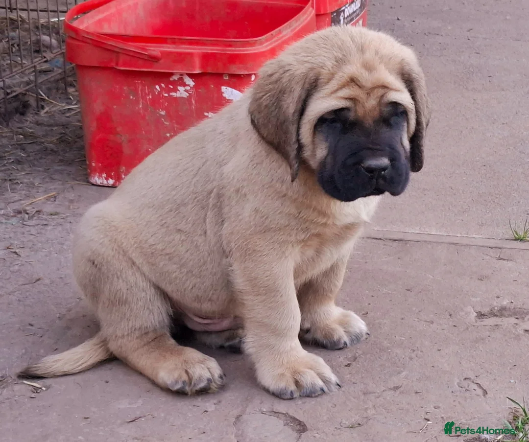 Mastiff dogs for sale: Mastiff puppies  in Galashiels - Advert 2