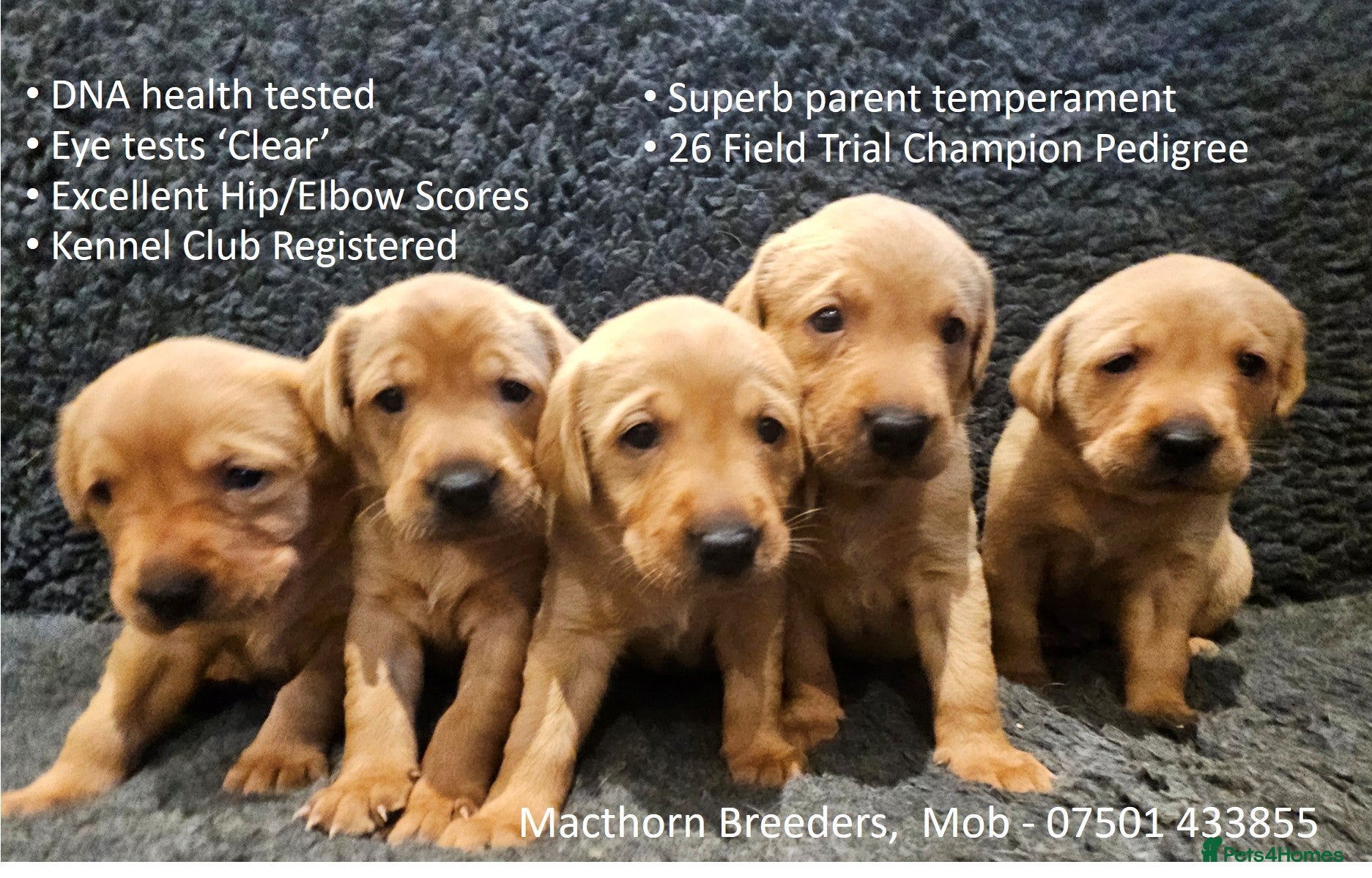 Labrador Retriever dogs Stunning Red Fox Labs : Health Checked-KC Reg-FTCH - Advert 10