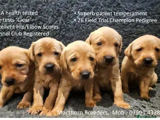 Labrador Retriever dogs Stunning Red Fox Labs : Health Checked-KC Reg-FTCH - Advert 10