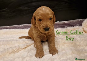 Mini Goldendoodle dogs - Advert 2