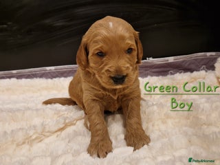 Mini Goldendoodle dogs Miniature F1 Goldendoodle puppies available - Advert 3