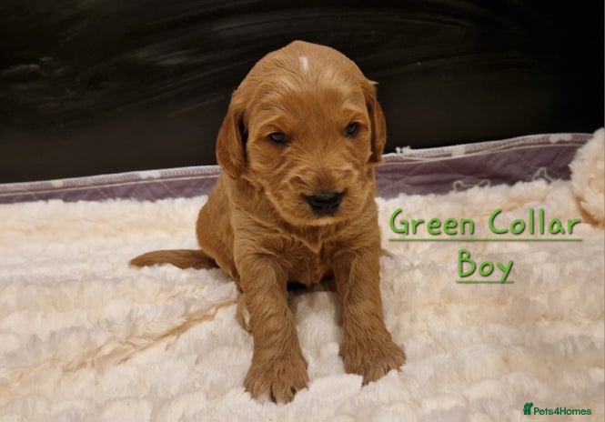Mini Goldendoodle dogs Miniature F1 Goldendoodle puppies available - Advert 8