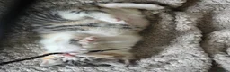 Mixed Breed cats for sale: Kittens for sale - Advert 11